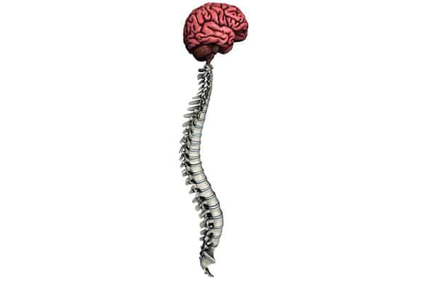 Spine Brain Chiropractic Logo